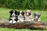 BERGER AUSTRALIEN PUPPIES 788